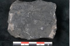 Foto (Detailansicht) von Annularia minuta Brongniart (NHMW-GEO-2024-0188-11014)